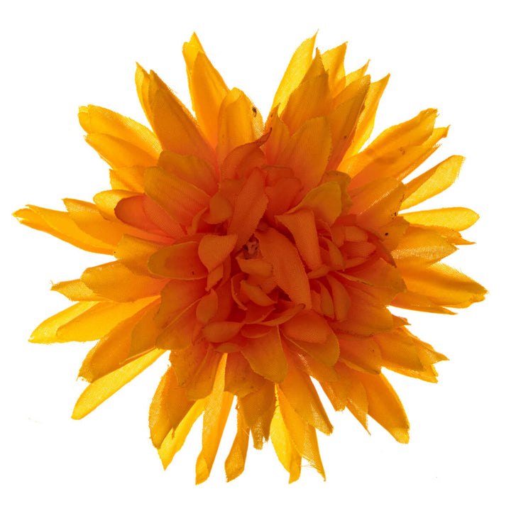 Anmutige schmalblättrige Haar- und Trachtenblume 9cm